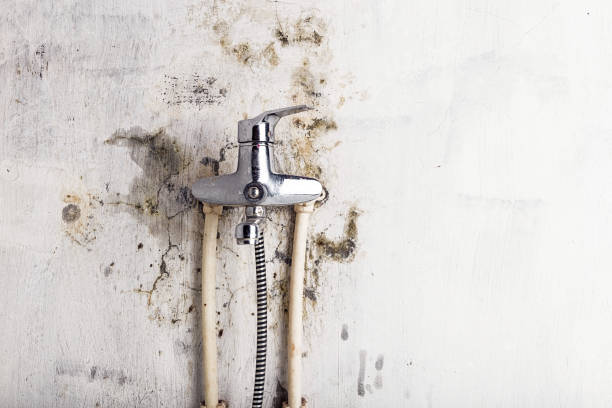 Best Mold Removal Company Near Me  in Norwood, PA