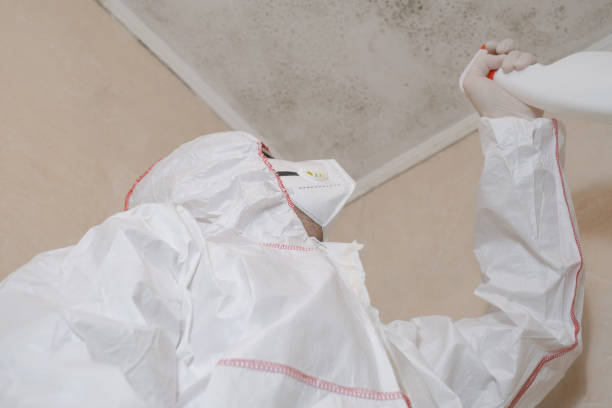 Attic Mold Removal in Norwood, PA