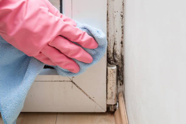 Best Attic Mold Removal  in Norwood, PA